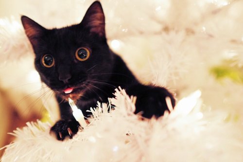 cute-overload:  Zoe loves climbing into our white Christmas tree.http://cute-overload.tumblr.com