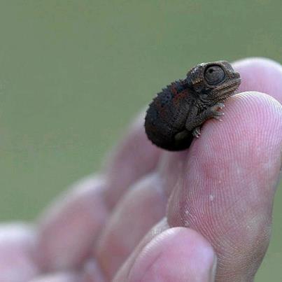 lizardking90:  Baby Chameleon :) -Ifuckinglovescience 