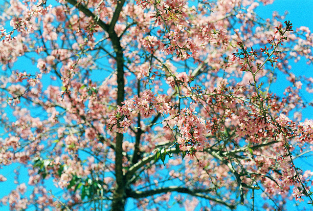 pink on Flickr.
Via Flickr:
• Camera: Nikon FM
• Film: Fuji ProPlus 200
• Blog | Tumblr