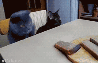 I will fight you!