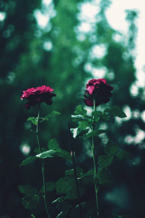 wasifio:roses in the rain