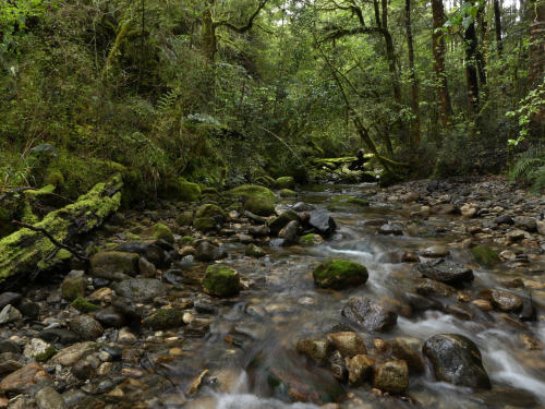 McRae’s Creek ~ Victoria Forest Park by Steve Reekie