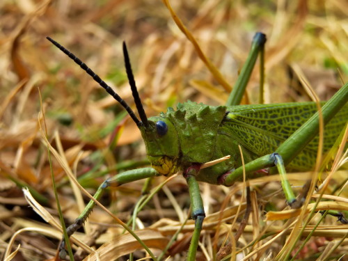 Met a Green Milkweed Locust Phymateus viridipes while out today. Milkweed locusts feed on toxic milk