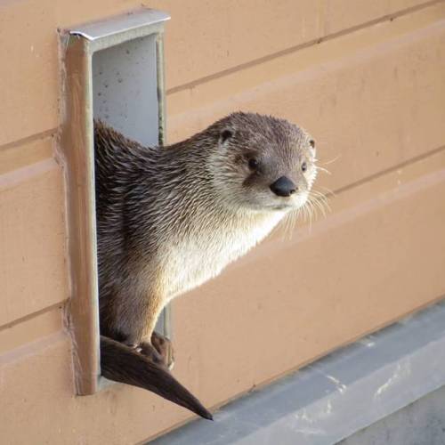 ontheseaandfaraway:One of the otters waiting for a keeper to bring their food ●●● #animal #animallov