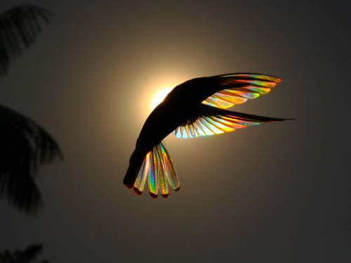 lewerta: wings of lightby Christian Spencer  