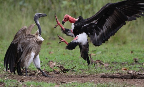 Slender-billed Vulture (Left) vs. Red-headed Vulture (Right)