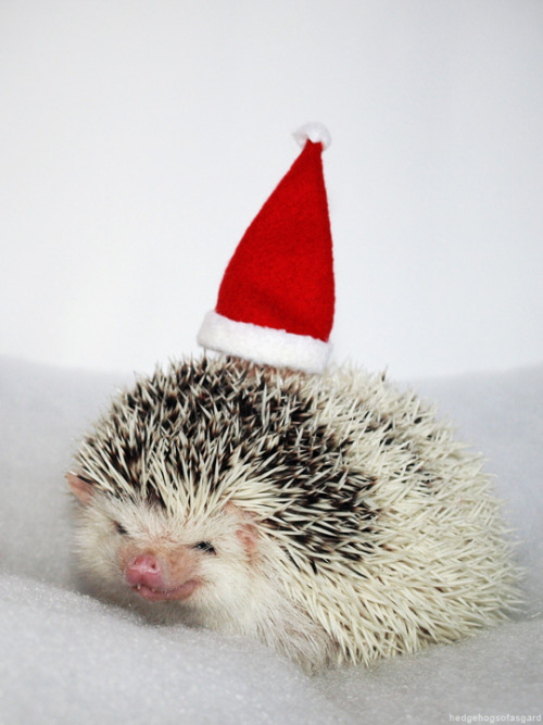 hedgehogsofasgard: Cutest evil little Santa