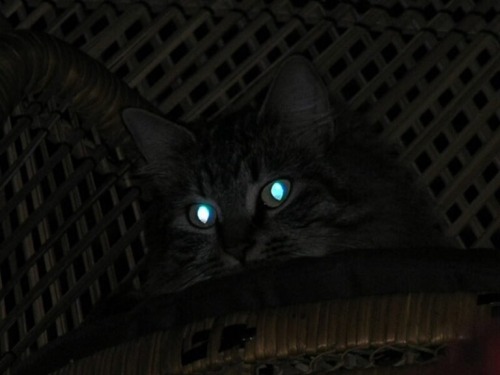 catsuggest:catsuggest:catsuggest:im wotchinge you ! juste need to make sure youm are sleepinge safely … 