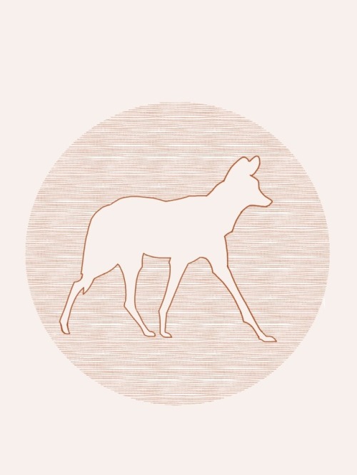 Maned Wolf - Chrysocyon brachyurus