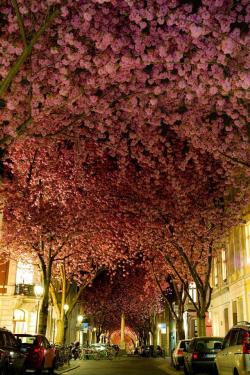 unboxingearth:A carpet of Cherry Blossom