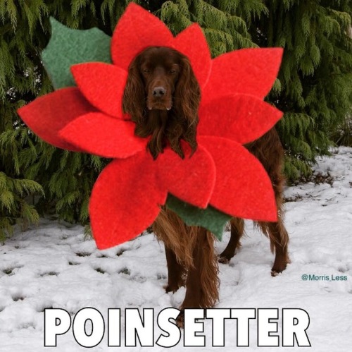 The extremely rare Irish Poinsetter blooms only at Christmas time.  #IrishSetter #ChristmasHumor