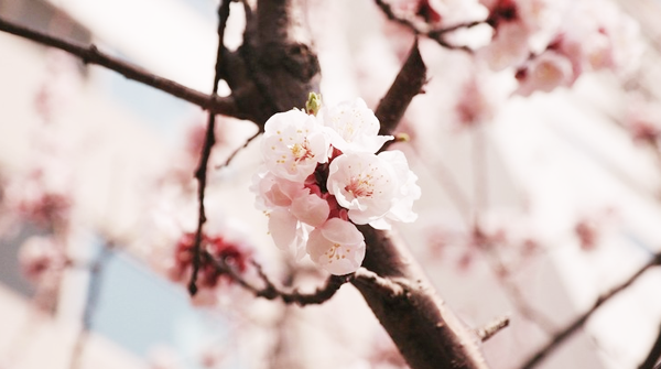 kiiseu: Cherry blossoms