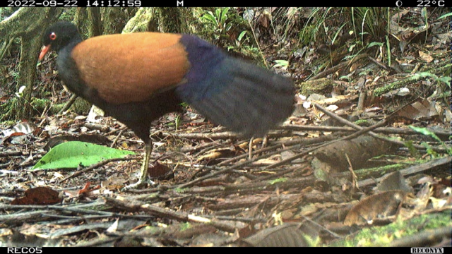 oattoast:  despazito:  todaysbird:apinklion01:badolmen:badolmen:RARE BIRD SEEN FOR FIRST TIME IN 140 YEARS‘Lost’ pigeon found after more than a century | Cornell ChronicleHere’s some pictures - they’re so damn pretty! [ID: Three pictures of a