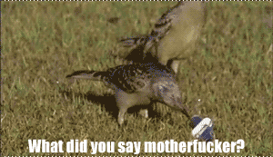 weallheartonedirection:  Angry bird 