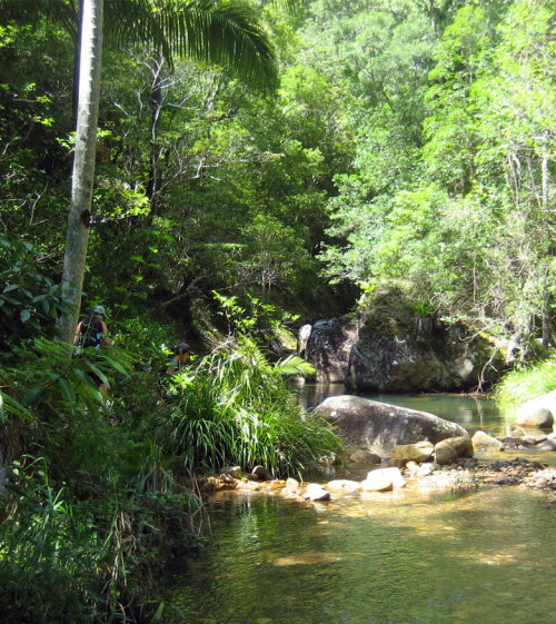 heroinsight:  Cronan Creek   ❁❁ tropical blog  ❁❁