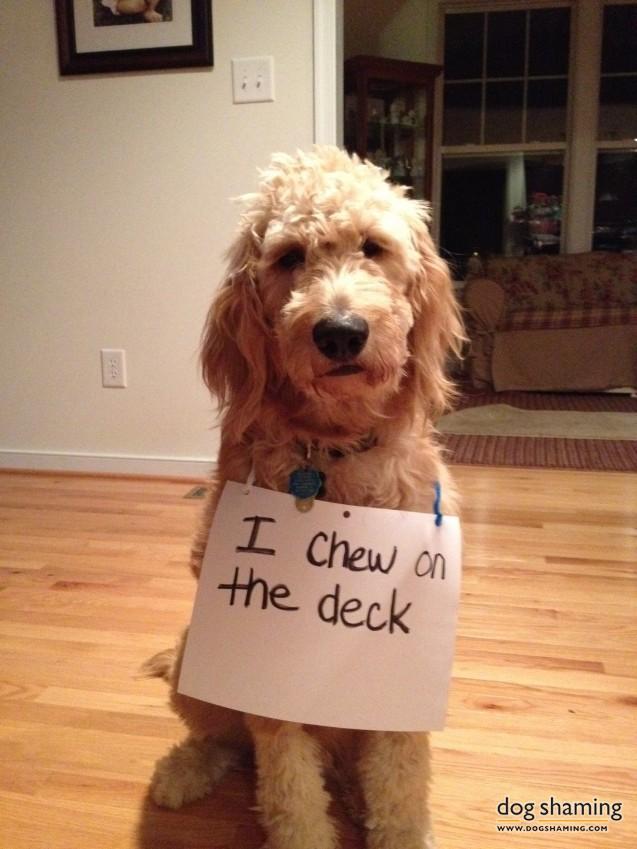 dogshaming:  Deck the yard with dogs of holy moly!  Tanner eats the  That face looks