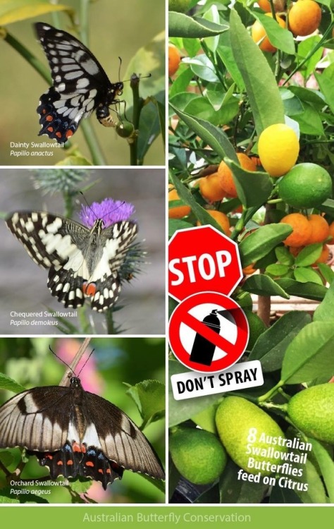 Mid-summer is prime-time for Australia’s ‘Citrus Swallowtails’ As some of you have