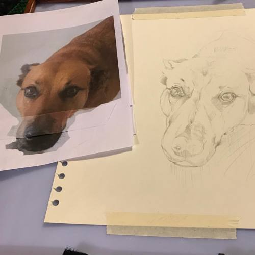 Sam Work In Progress #sam #staffordshirebullterrier #drawing #draw #sketch #sketching #workinprogres