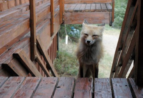 wolverxne:  Freddy The Fox by: [Rob Lee]  Photographers note: “This brave fox wandered up on our porch. He’s half cat, half dog, and all cute. When the fox first came for a visit we instantly named it “Freddy the Fox.” But after we got to know