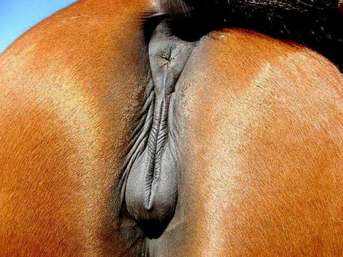 Porn photo horseboy2:  “BEAUTIFUL, BEAUTIFUL,