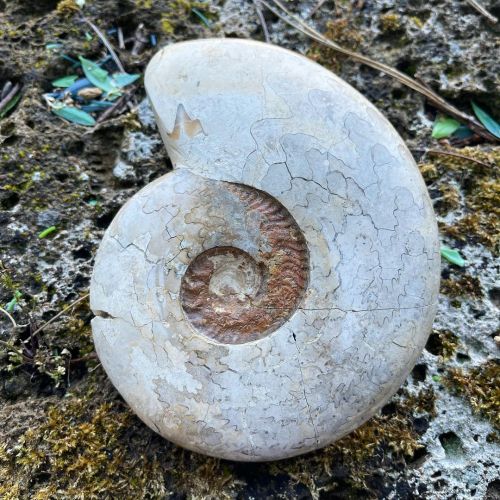 Most fossils aren’t perfect, but each tells a story.  This #ammonite has its own story; from being b