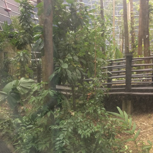 foodfood-sea-food:Yes we have a rainforest exhibit in the middle of our airport. 30C/90F and very hu