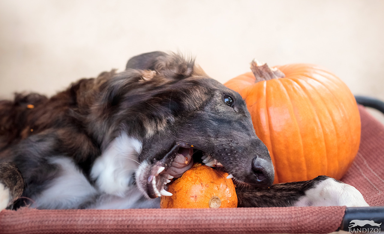 bandizoi:Galileo carves everything but the actual pumpkin 🎃  