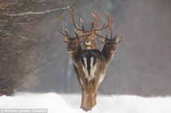gaynerdcomic:  magicalnaturetour:  Deer oh deer oh deer: ‘Three-headed’ stag spotted by chance in Lithuanian woods. This magical optical illusion was created when the inquisitive animals stood proud and alert arching their backs towards a waiting