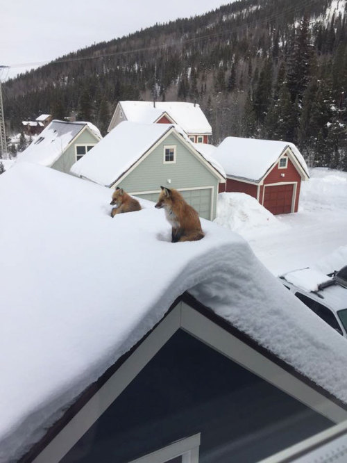 fozmeadows: the lesser-known roof-fox makes its nest