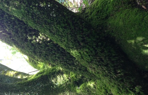 attrite:mossy trees n bruisy knees