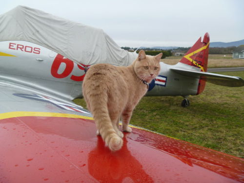 Buddy (via wingwalker)