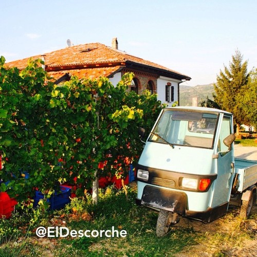 Ape Piaggio junto a un viñedo Barbera en Bubbio, provincia de Asti en Italia. Tierra de la DOCG Barbera d'Asti.