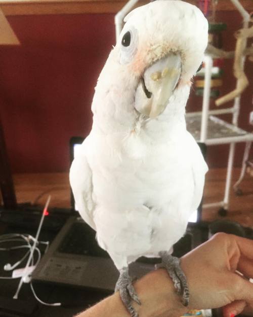Arthur striking a classic Boo pose. He usually can&rsquo;t stand food on his beak, but apparently th