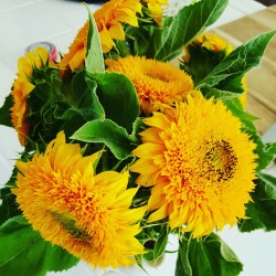 floralls:    submitted by alliphant :  sunflowers from my garden. :)