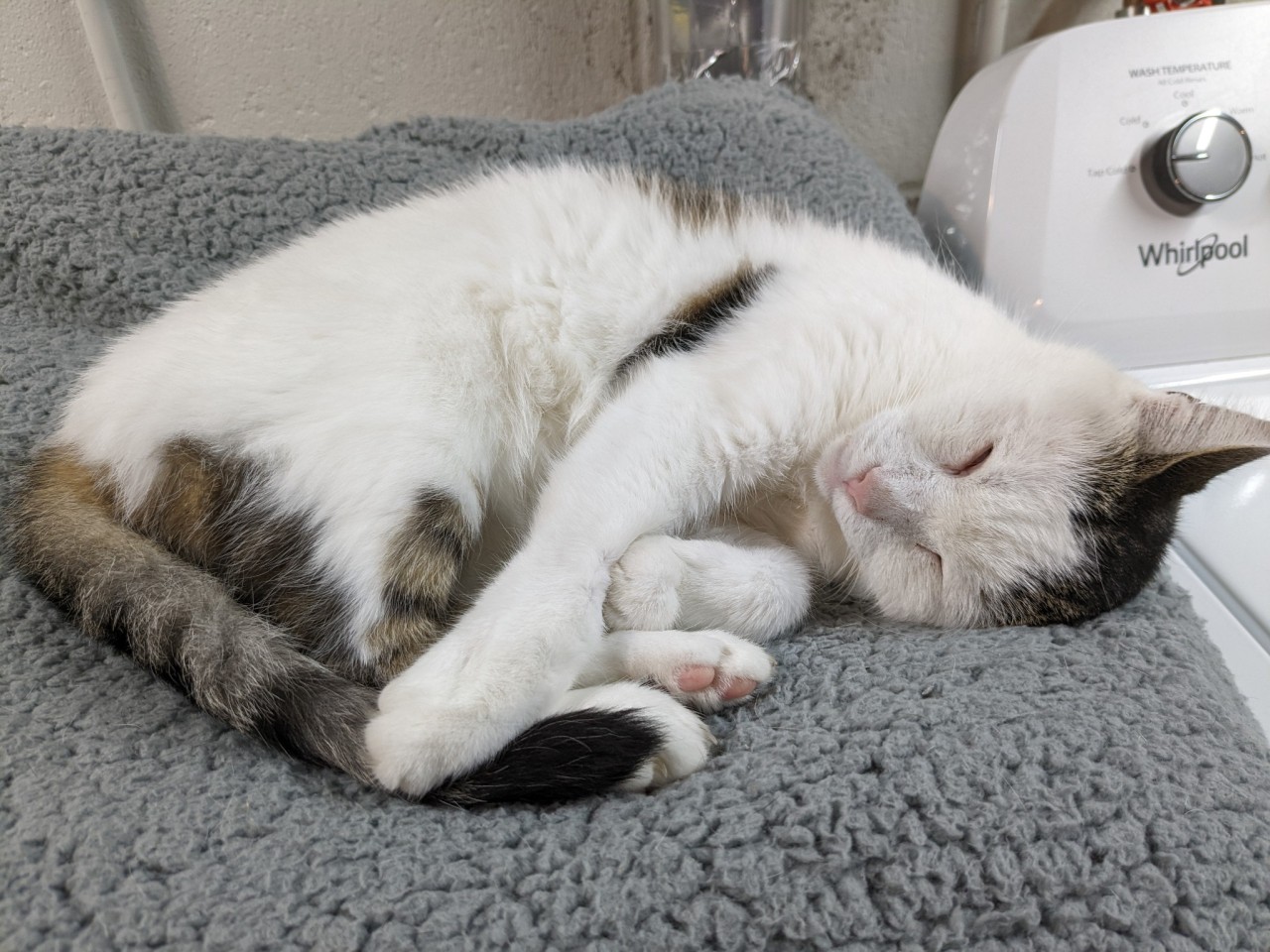 close up of a white cat with brown tabby patches and a little pink nose curled up on a folded fuzzy grey blanket. in the background you can see my washing machine. he looks utterly serene and very peaceful. in no way is he neatly folded like laundry should be.