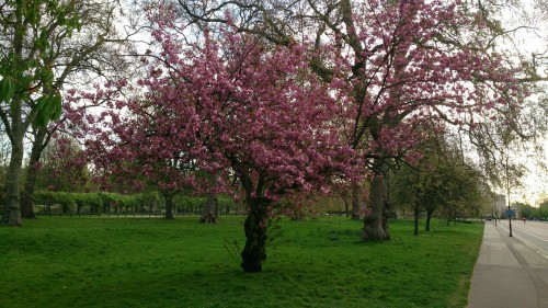 Porn photo Hyde Park. 