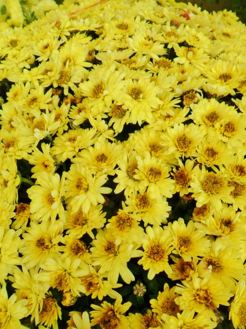 vwcampervan-aldridge:Small yellow Chrysanthemums, Aldridge, Walsall, EnglandAll Original Photography