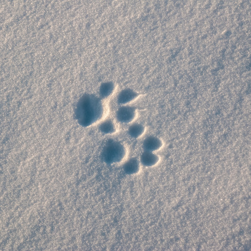 jeanpolfus:Butterball and his tracks. Tulit’a, Northwest Territories, Canada.