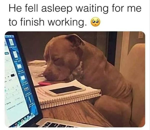 Based On This Pic Of A Sleepy Dogy: