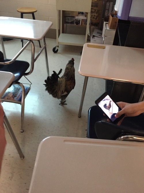 elasticitymudflap: tateratots: look at them reblog if ur proud of this chicken persuing a higher edu