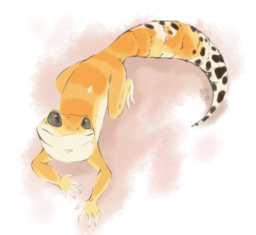 ratatosk777: Some gecko sketches!(I love her &lt;З)