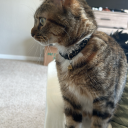 beepykitty - Max