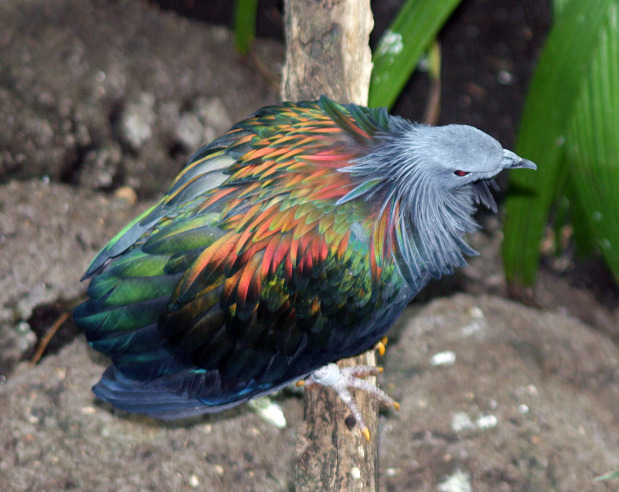 darziel:  Not the best picture, but this bird had such pretty feathers. Don’t know