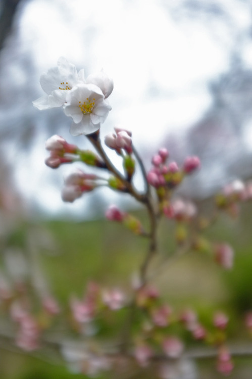 porkscrew:Kyoto. 130327.Taken by Porkscrew