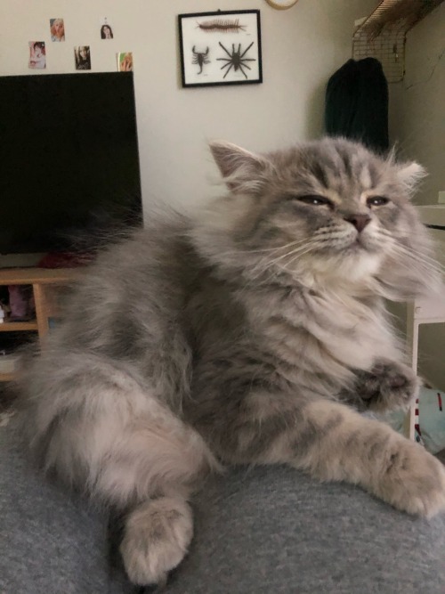 rockied:Mi tuna nodding off