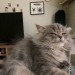 rockied:Mi tuna nodding off