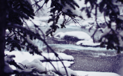 jacindaelena:{ Alberta }