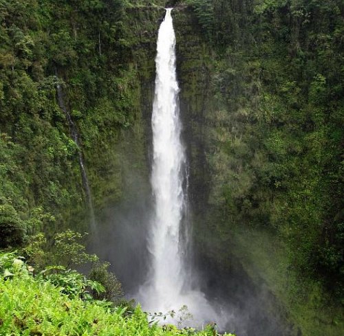 tropical-elephant:  ❊