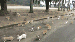 awdray:  sneakychino:  Ōkunoshima aka “rabbit island” the ultimate destination for bunny lovers. Video  Life goal tbh 