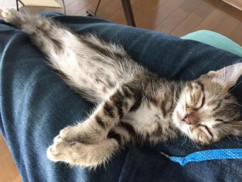 highlandvalley:  楓月誠＠ねこ画像botさんはTwitterを使っています: “まだ我が家に来て1日も経ってないんですけど http://t.co/tvWtjEluOx”